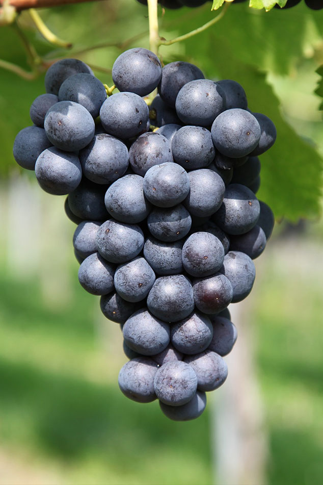 Grape